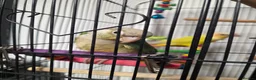 Conures birds for sale: 2 conures for sale - Advert 3
