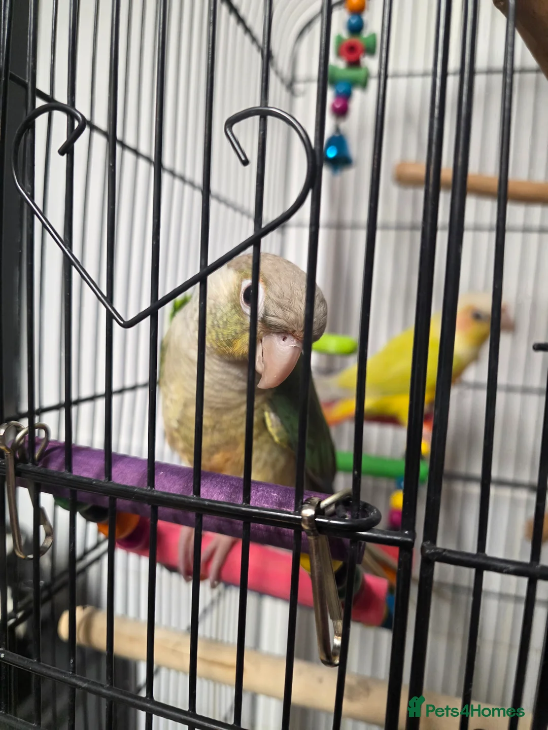 Conures birds for sale: 2 conures for sale - Advert 3