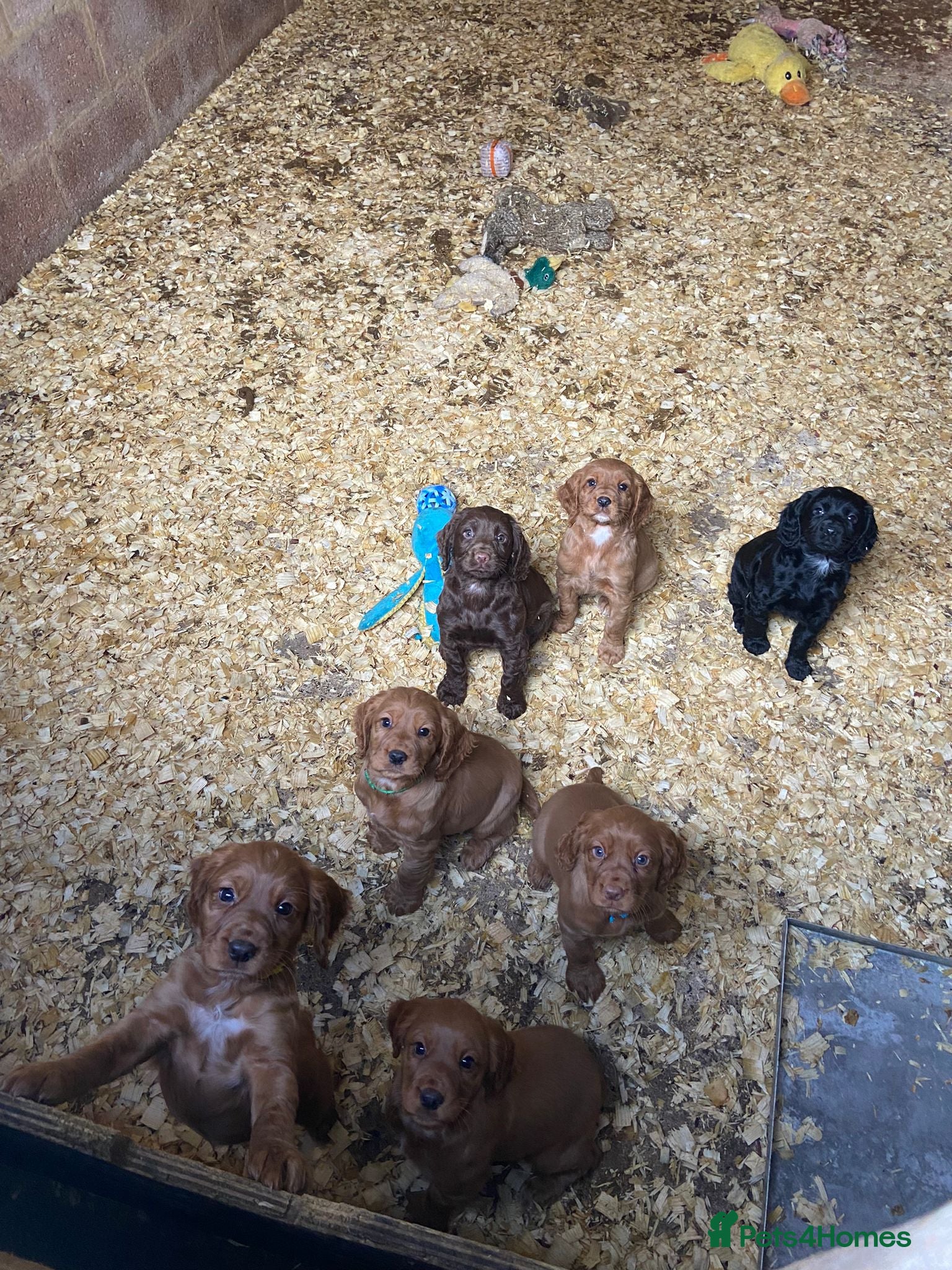 Cocker Spaniel dogs Working cocker spaniels  - Advert 1