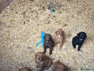 Cocker Spaniel dogs Working cocker spaniels - Advert 1