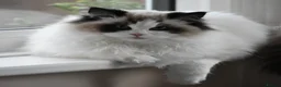 Ragdoll cats for sale: Pedigree ragdoll female  - Advert 2