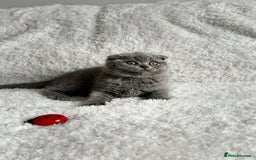 Scottish Fold cats for sale: Scottish fold and straight kittens  - Image 3