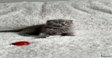 Scottish Fold cats - Advert 5