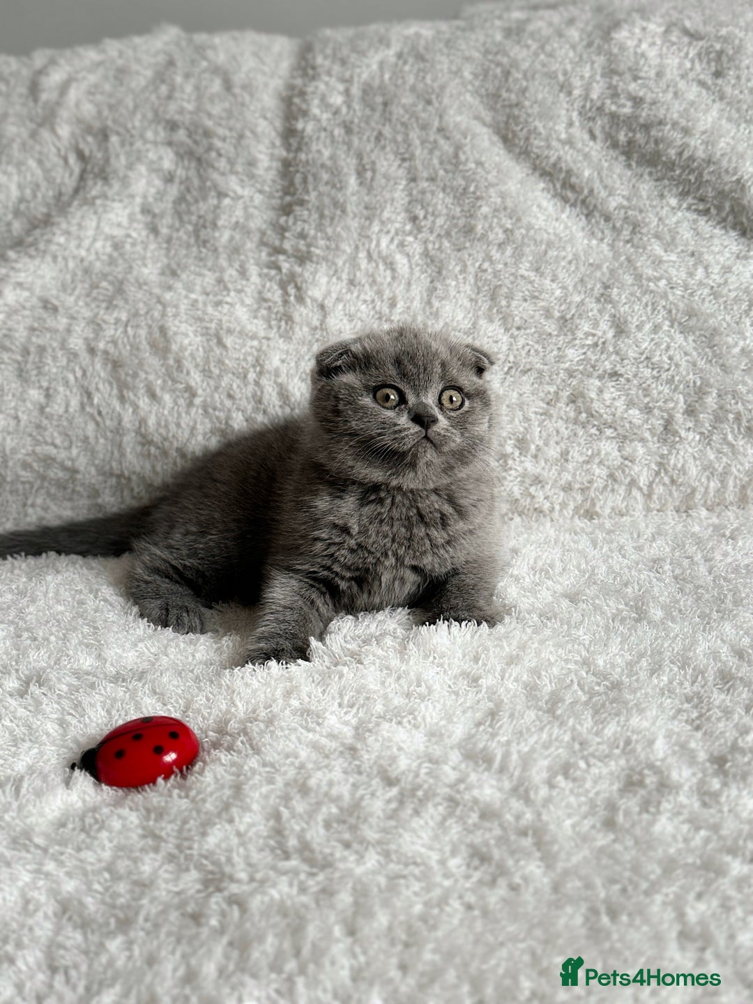 Scottish Fold cats for sale: Scottish fold and straight kittens  - Image 3
