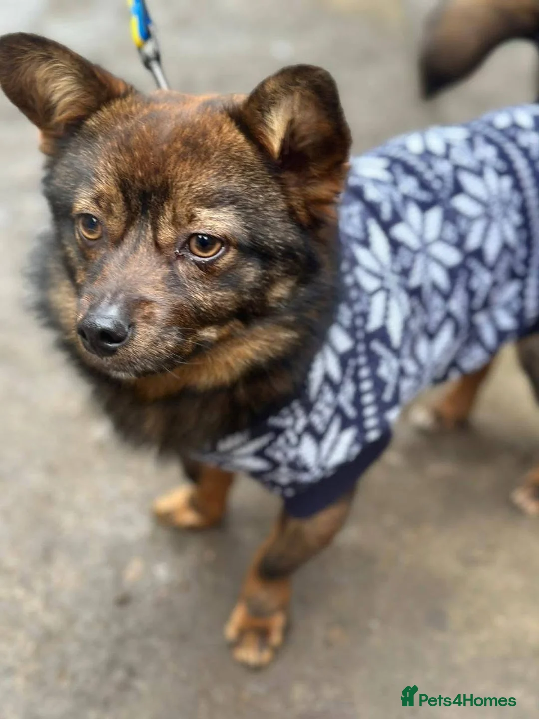 Mixed Breed dogs for adoption: ❤️🐶 BUCKIE– Tiny Dreamer With A Big Heart 🐶❤️ in Burton-on-Trent - Advert 7