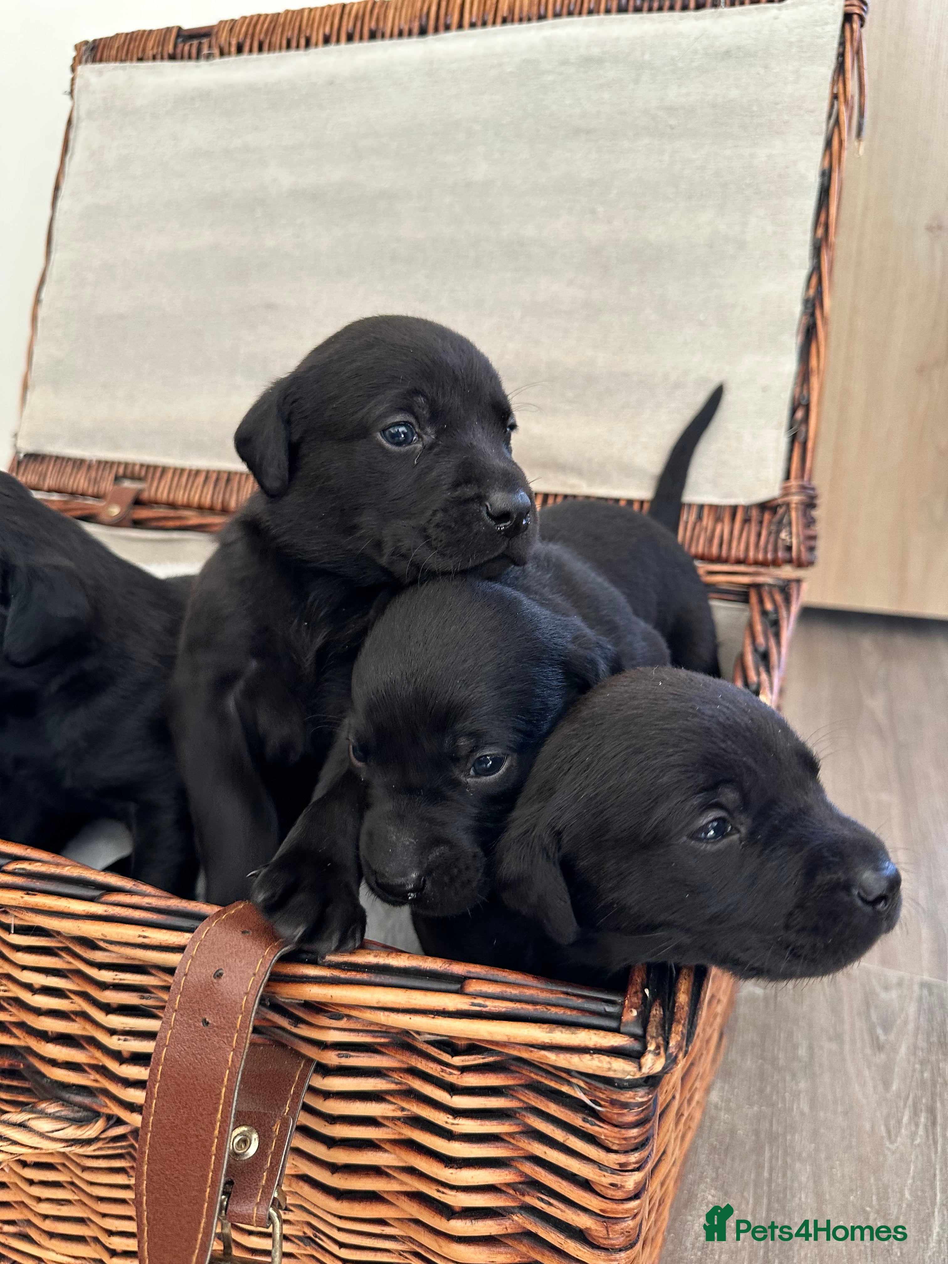 Labrador Retriever dogs Black Labrador Retrievers - Advert 6
