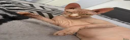 Sphynx cats for sale: Beautiful Sphynx Cat Looking for a Loving Home in Watford - Advert 3