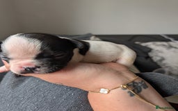 French Bulldog dogs for sale: Frenchie pups for sale  - Image 2