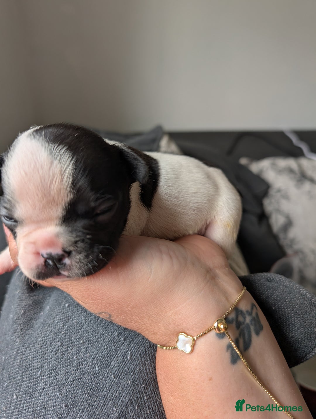 French Bulldog dogs for sale: Frenchie pups for sale  - Image 2