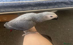 Parrots birds for sale: gray parrot - Image 1