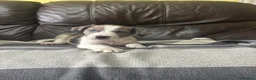 Border Collie dogs for sale: Working Border collie puppies  - Advert 21