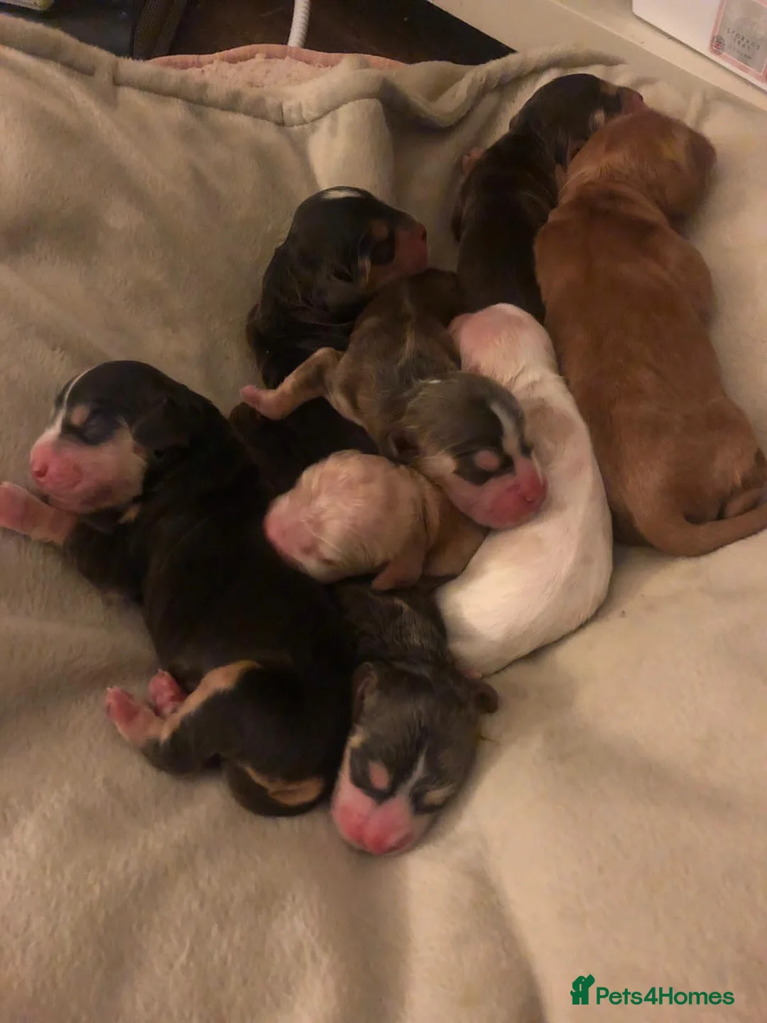 Cocker Spaniel dogs for stud: Stunning Sable, Show Cocker Stud,  Health Tested. in Market Drayton - Advert 19