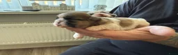 Shih Tzu dogs for sale: Beautiful pedigree Imperial Shih Tzu puppies  - Advert 5
