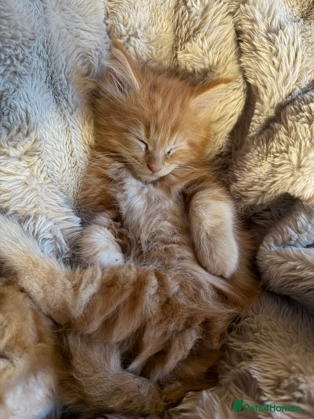 Maine Coon cats for sale: Rare ginger Maine Coon kittens - Advert 5