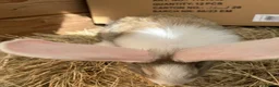 Flemish rabbits for sale: WE HAVE THE WORLDS BIGGEST BUNNIES  - Advert 7