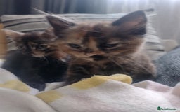 Mixed Breed cats for sale: Kittens  - Image 2