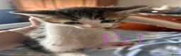 Mixed Breed cats for sale: Gorgeous litter of playful kittens - Advert 6