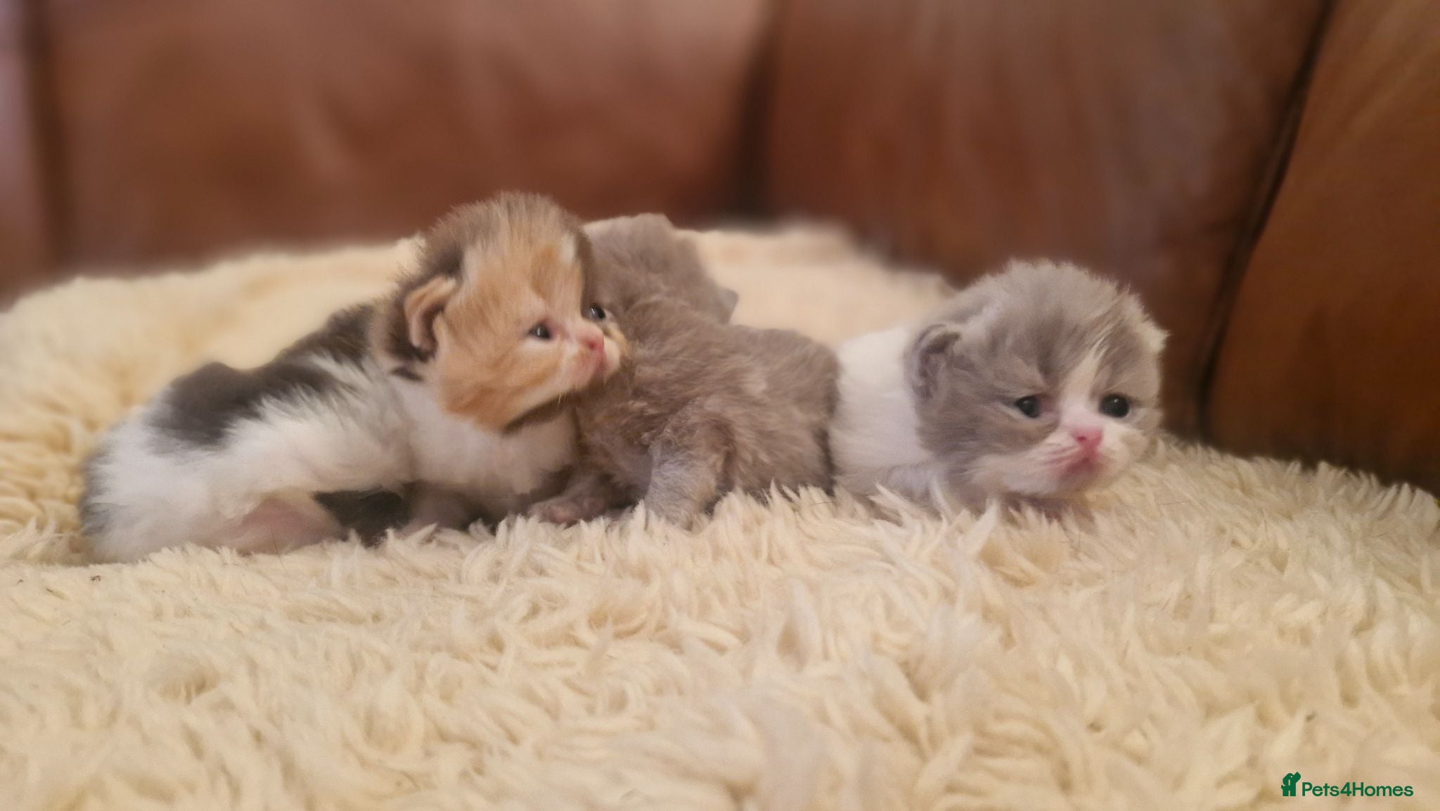 Exotic cats Persian exotic kittens - Advert 14