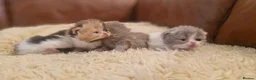 Exotic cats for sale: Persian exotic kittens - Advert 5