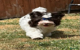 Yorkshire Terrier dogs for sale: Tiny Boys !!! Pedigrees !!! in Coventry - Image 11