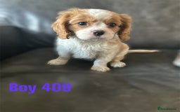 Cavalier King Charles Spaniel dogs for sale: CAVALIER KING CHARLES PUPPIES DNA CLER - Image 5