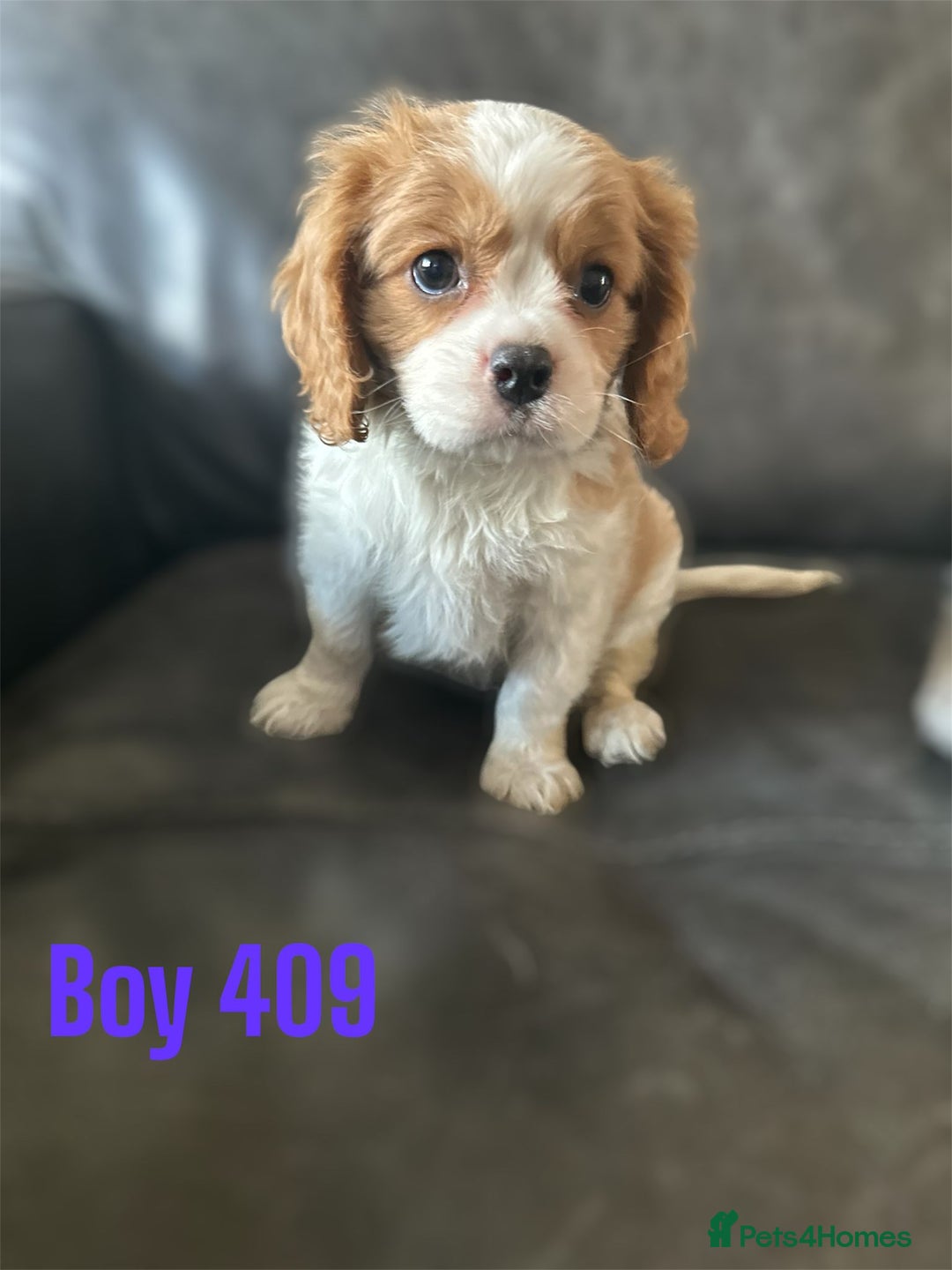 Cavalier King Charles Spaniel dogs for sale: CAVALIER KING CHARLES PUPPIES DNA CLER - Image 5