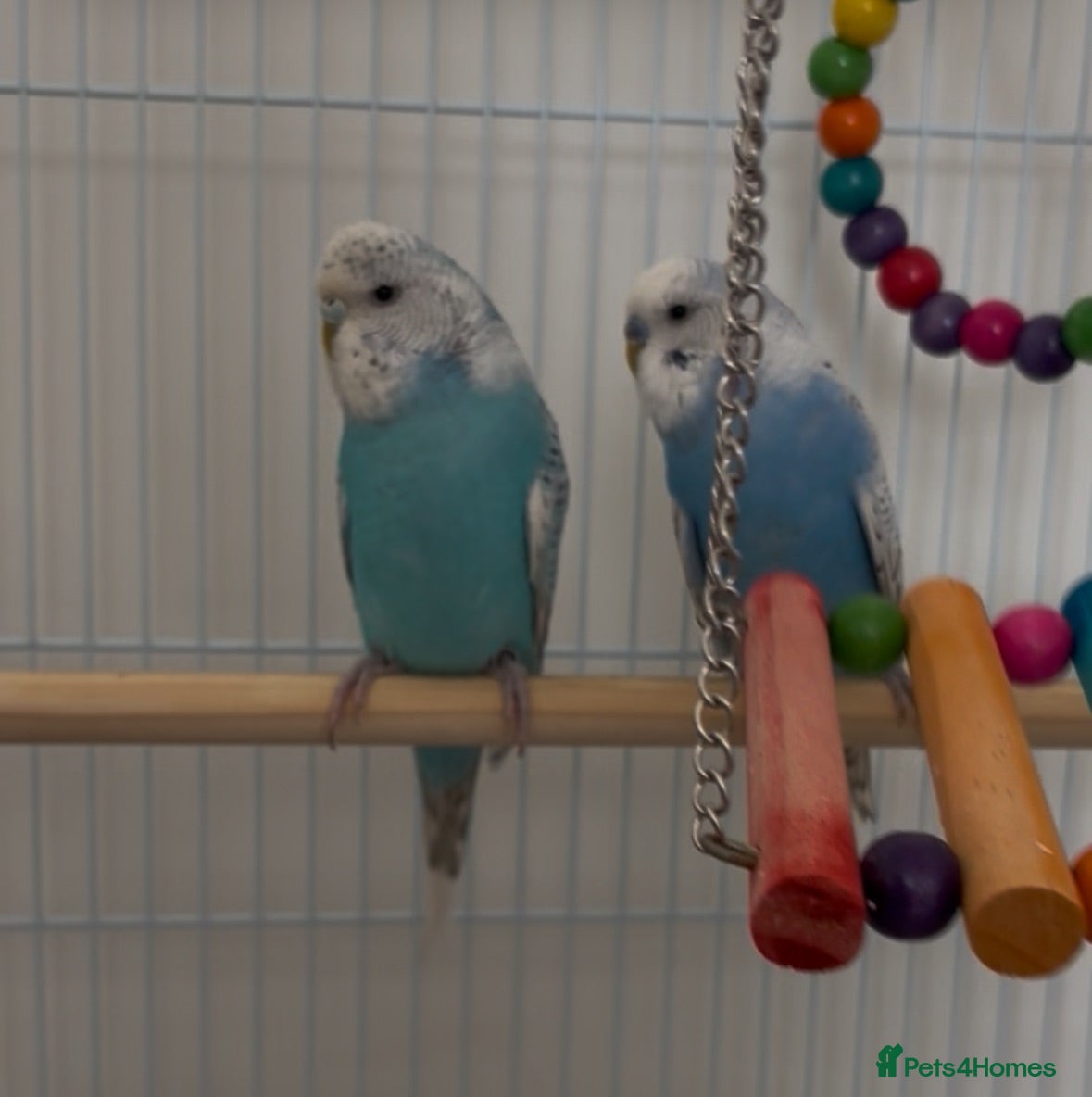 Budgerigars birds 2 mixed breed budgies to rehome - Advert 1