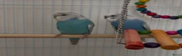 Budgerigars birds for sale: 2 mixed breed budgies to rehome in Bedford - Advert 1