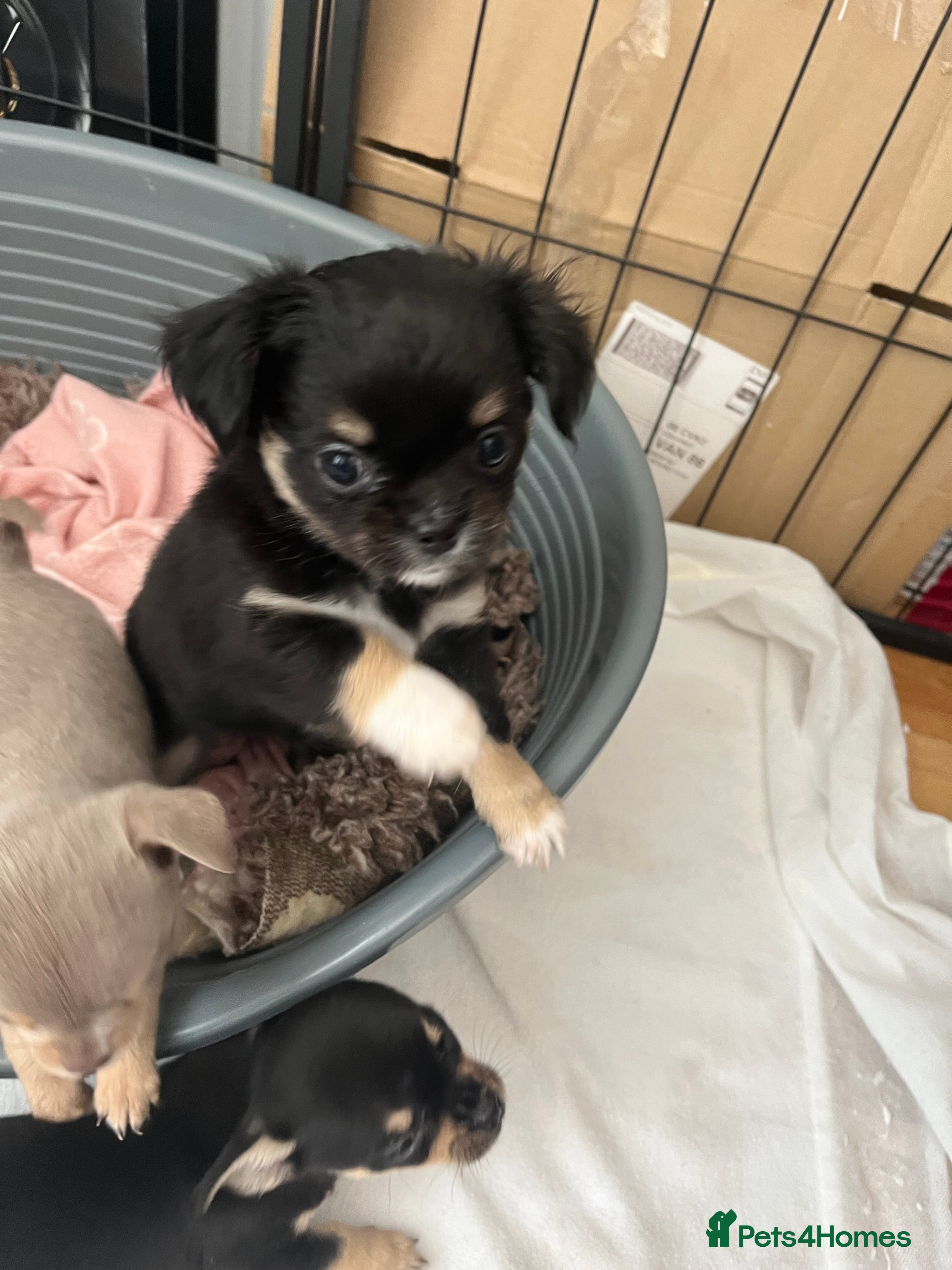 Chihuahua dogs Female Chihuahua - Advert 1