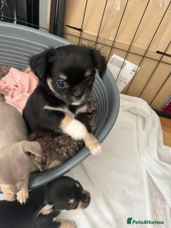 Chihuahua dogs - Advert 1
