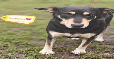 Mixed Breed dogs - Advert 4