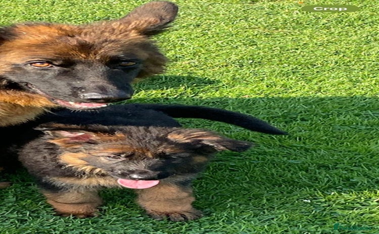 German Shepherd dogs - Advert 9