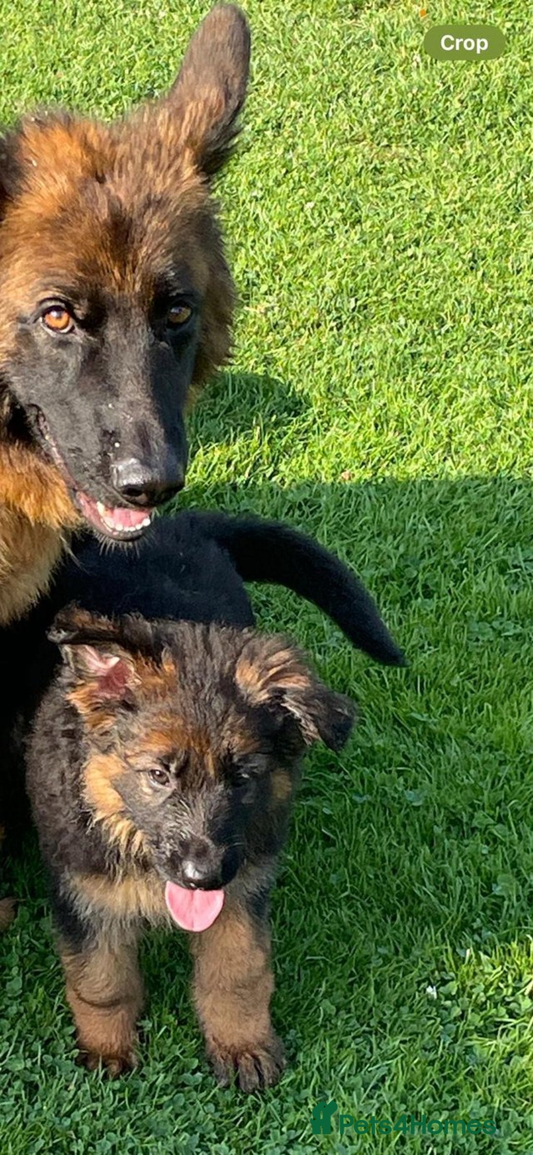 German Shepherd dogs for sale: German shepherd puppies health tested parents - Image 1