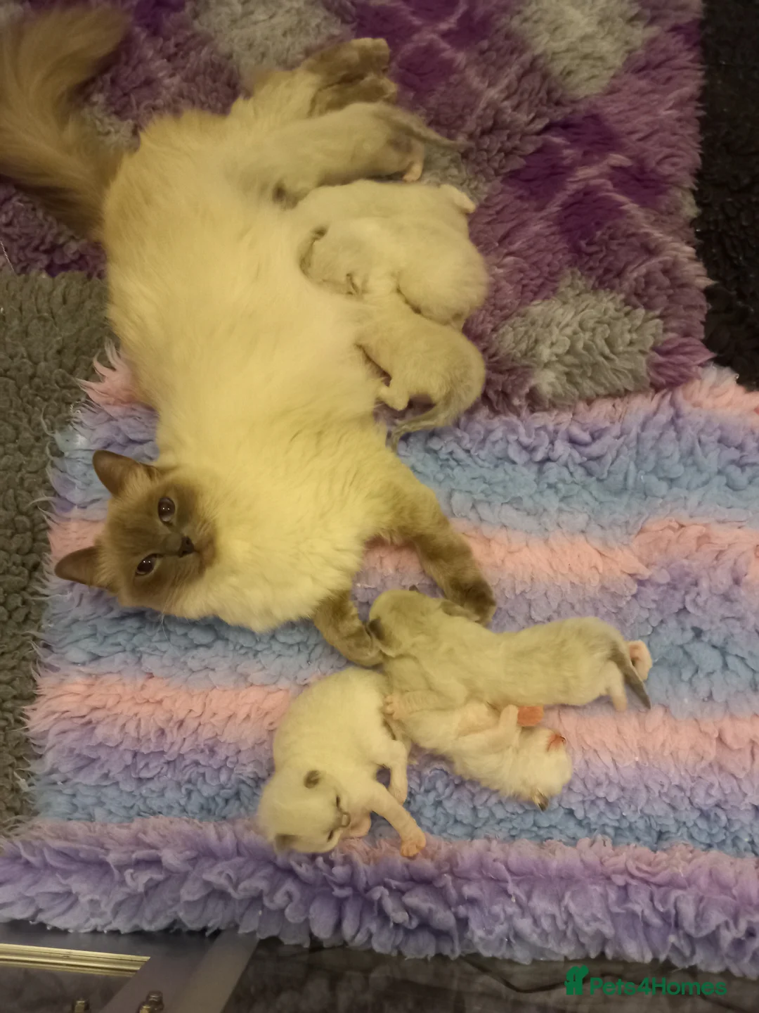 Ragdoll cats for sale: Adorable GCCF Ragdoll kittens - Advert 3