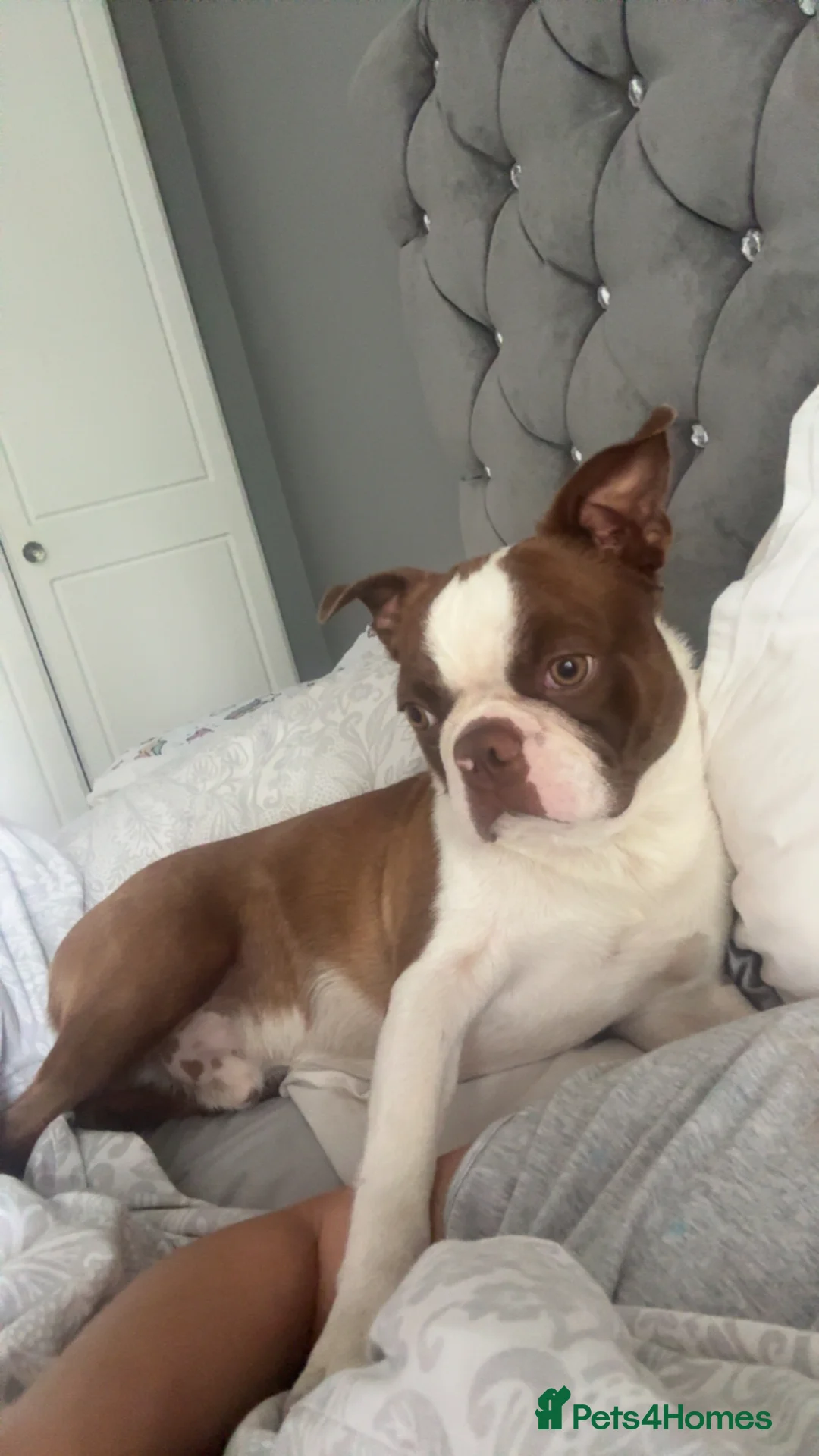 Boston Terrier dogs for stud: *KC registered proven red & white male for stud ** - Advert 7