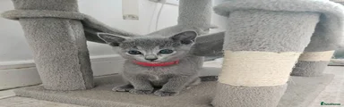 Russian Blue 