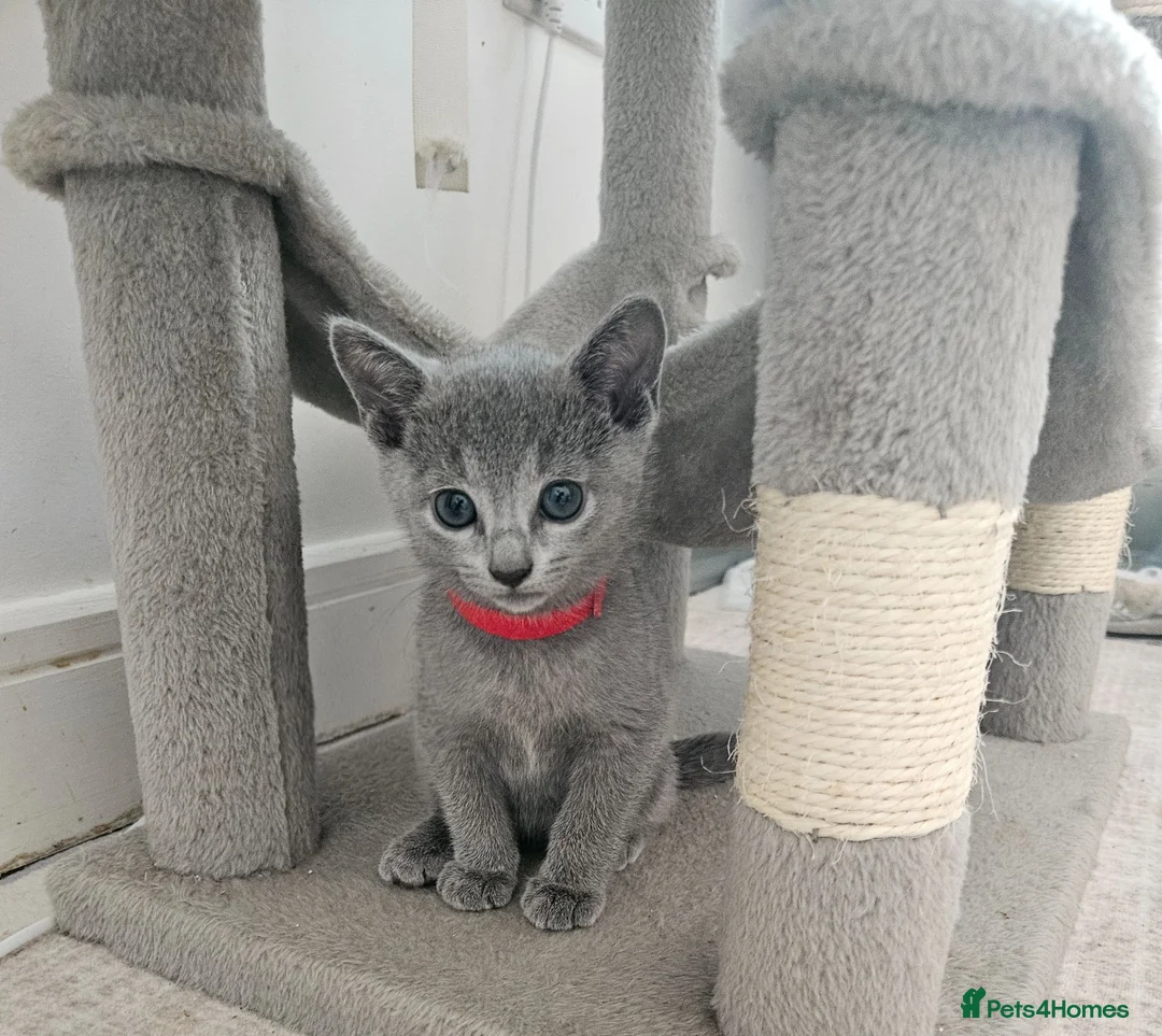 Russian Blue cats for sale: 🩶 Last Tica Russian Blue Boy ready to go 🩶 - Advert 1