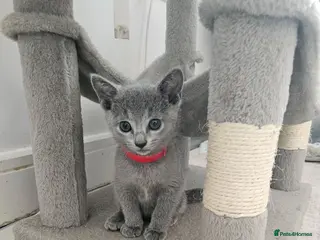 Russian Blue cats 🩶 Last Tica Russian Blue Boy ready to go 🩶 - Advert 3