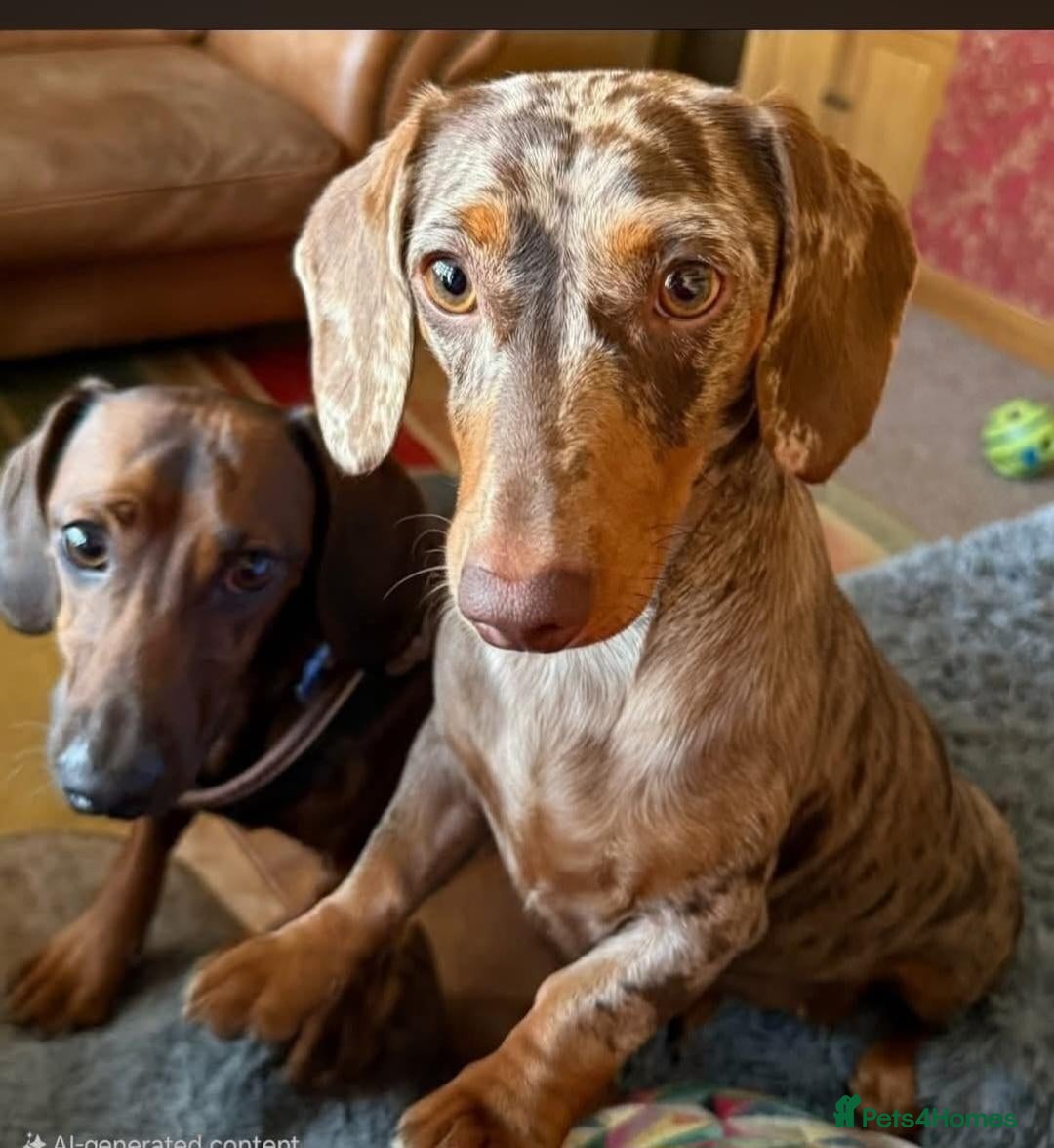 Dachshund dogs 4 Dapple Daschund puppies  - Advert 2