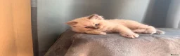 Ragdoll cats for sale: Beautiful Ragdoll Kittens – Seal & Blue Point  - Advert 15