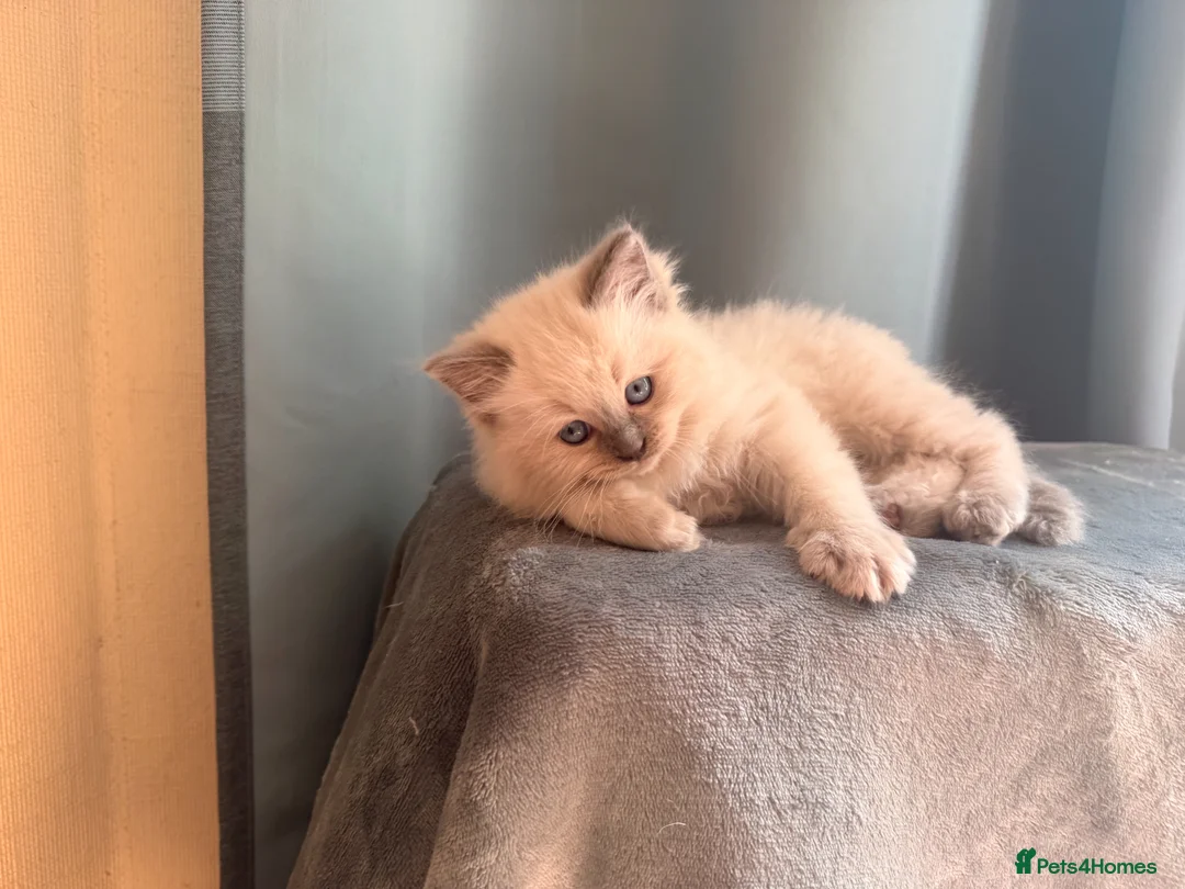 Ragdoll cats for sale: Beautiful Ragdoll Kittens – Seal & Blue Point  - Advert 15