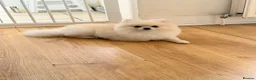 Pomeranian dogs for stud: Stud dog  in Sittingbourne - Advert 4