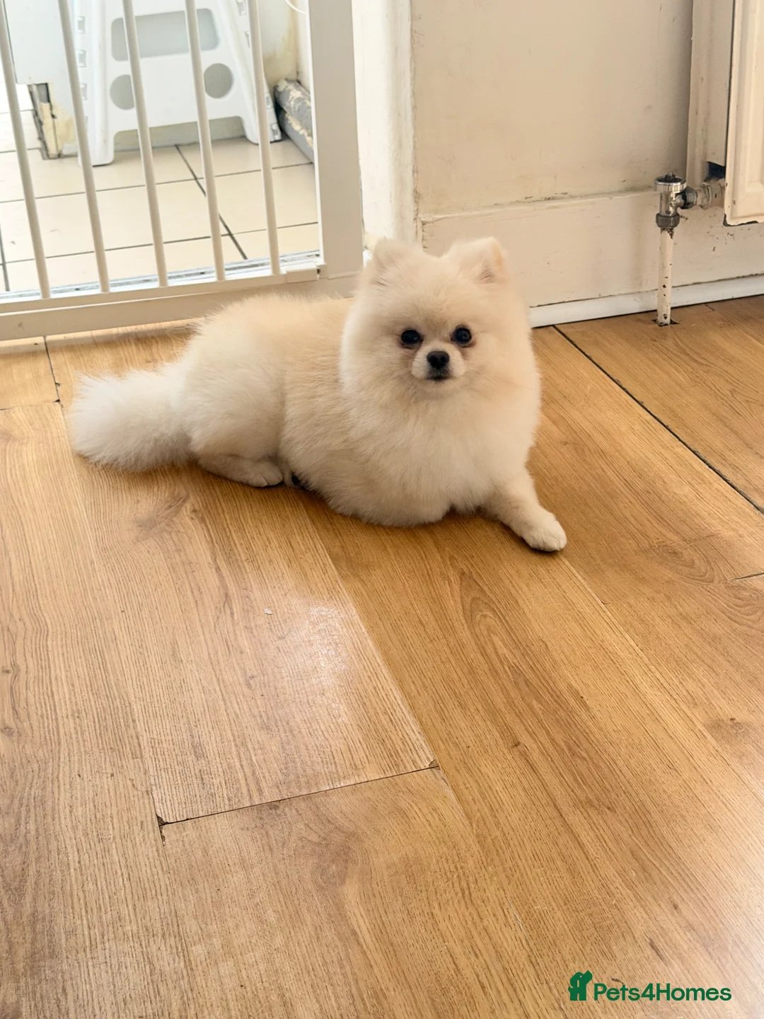 Pomeranian dogs for stud: Stud dog  in Sittingbourne - Advert 4