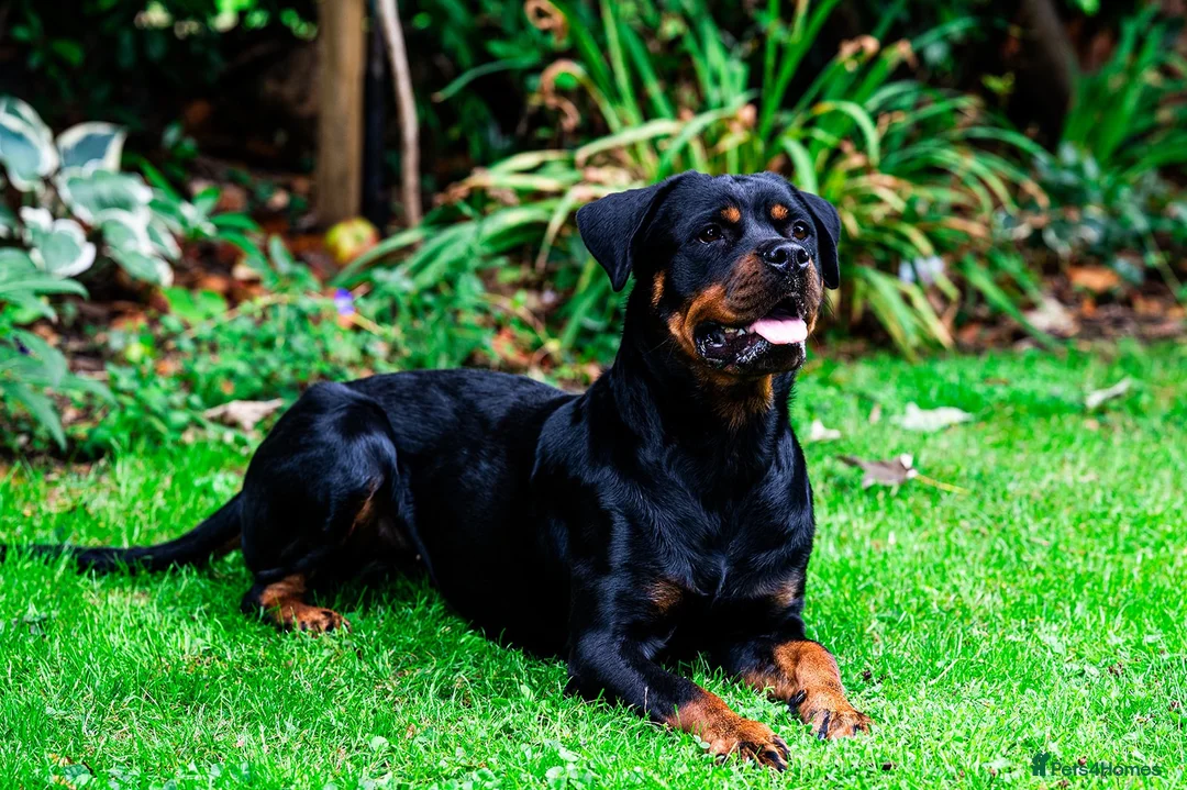 Rottweiler dogs for sale: Coco - Family friendly rottweiler in Chessington - Advert 2