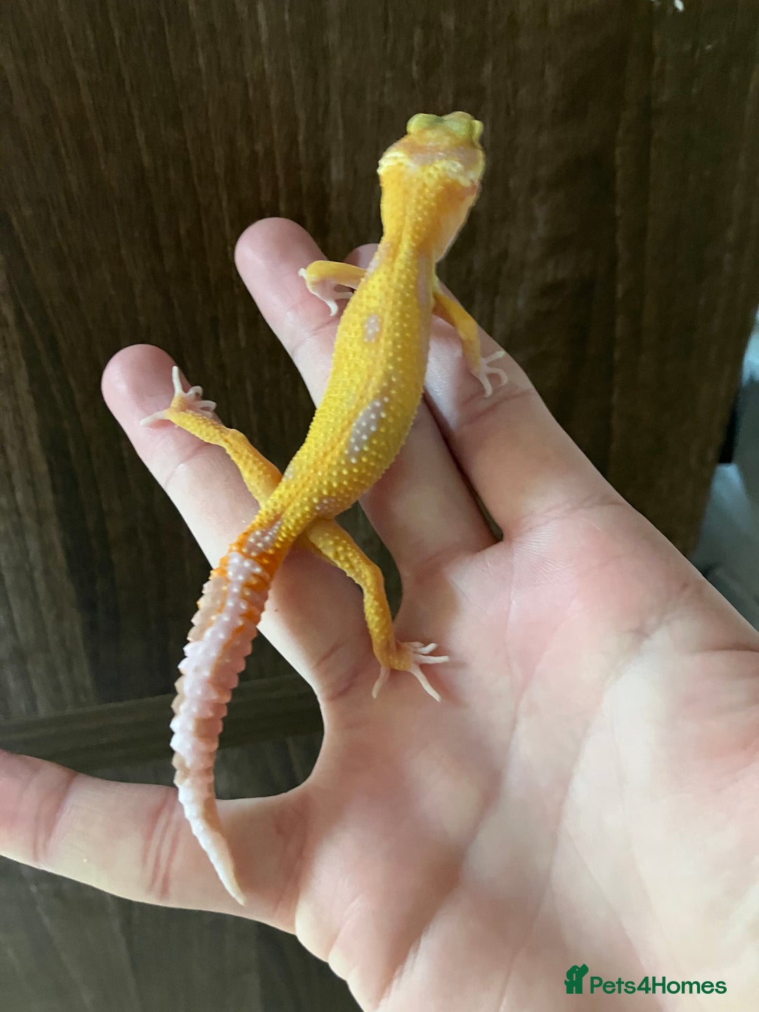 Leopard Gecko reptiles for sale: Baby Leopard Geckos in Downham Market - Image 4