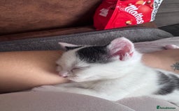 Maine Coon cats for sale: Mainecoon cross ragdoll - Image 8