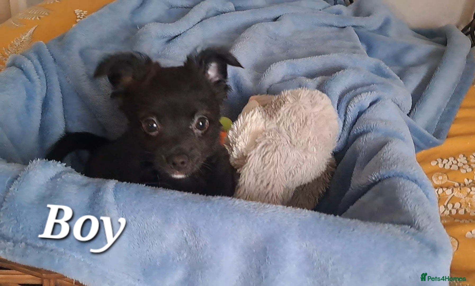 Chihuahua dogs 10 week old male long coat chihuahua pup - Advert 7