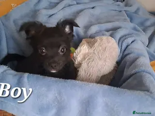 Chihuahua dogs 10 week old male long coat chihuahua pup - Advert 7