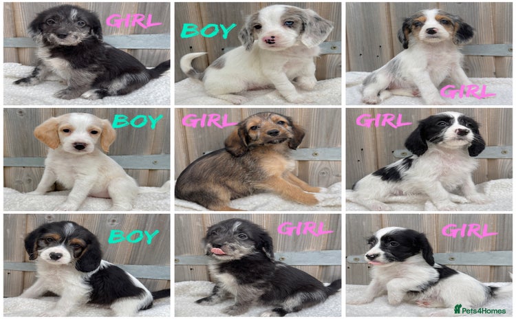 Mixed Breed dogs in Rhayader - Advert 3