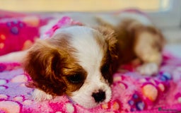 Cavalier King Charles Spaniel dogs for sale: King Charles cavalier  in Arundel - Image 21